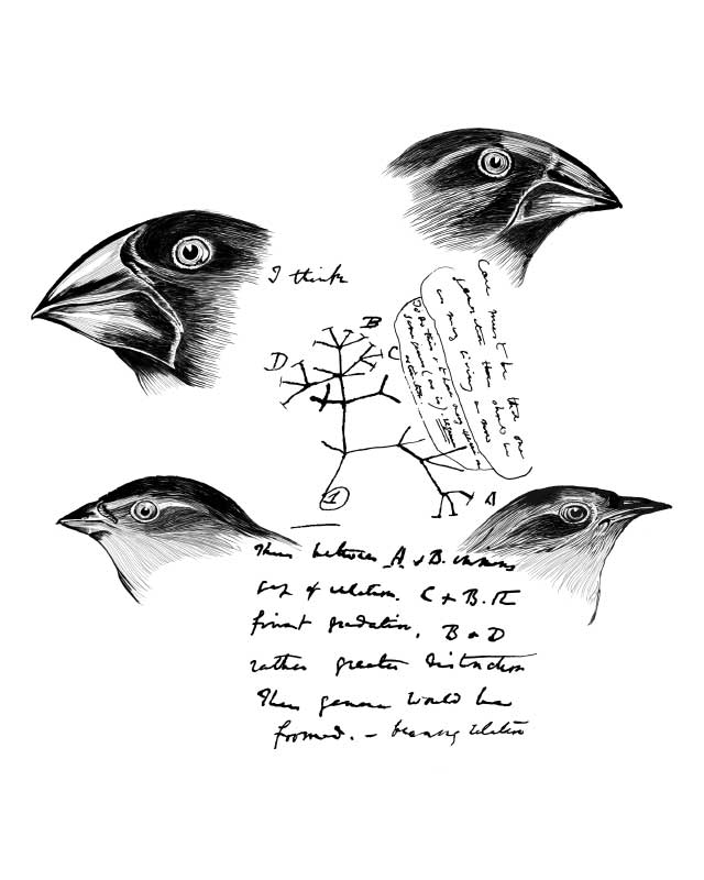 Darwin’s Finches - Image 2
