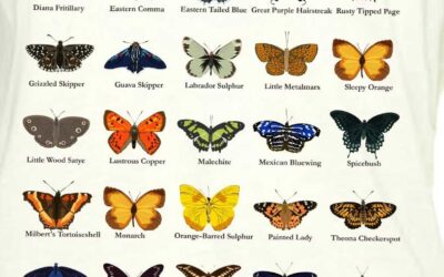 Butterflies – Biology T Shirt From – Heretic Wear